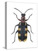 Asparagus Beetle (Criocerus Asparagi), Insects-Encyclopaedia Britannica-Stretched Canvas