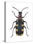 Asparagus Beetle (Criocerus Asparagi), Insects-Encyclopaedia Britannica-Stretched Canvas
