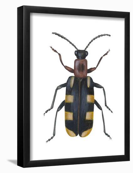 Asparagus Beetle (Criocerus Asparagi), Insects-Encyclopaedia Britannica-Framed Poster