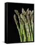 Asparagus Bundle (Asparagus Officinalis), Italy-Nico Tondini-Framed Stretched Canvas