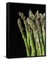 Asparagus Bundle (Asparagus Officinalis), Italy-Nico Tondini-Framed Stretched Canvas