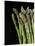 Asparagus Bundle (Asparagus Officinalis), Italy-Nico Tondini-Stretched Canvas