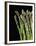 Asparagus Bundle (Asparagus Officinalis), Italy-Nico Tondini-Framed Premium Photographic Print