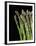 Asparagus Bundle (Asparagus Officinalis), Italy-Nico Tondini-Framed Premium Photographic Print