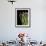 Asparagus Bundle (Asparagus Officinalis), Italy-Nico Tondini-Framed Premium Photographic Print displayed on a wall