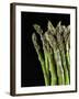 Asparagus Bundle (Asparagus Officinalis), Italy-Nico Tondini-Framed Premium Photographic Print