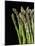 Asparagus Bundle (Asparagus Officinalis), Italy-Nico Tondini-Mounted Photographic Print