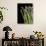 Asparagus Bundle (Asparagus Officinalis), Italy-Nico Tondini-Photographic Print displayed on a wall