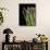Asparagus Bundle (Asparagus Officinalis), Italy-Nico Tondini-Mounted Photographic Print displayed on a wall