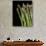 Asparagus Bundle (Asparagus Officinalis), Italy-Nico Tondini-Photographic Print displayed on a wall