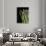 Asparagus Bundle (Asparagus Officinalis), Italy-Nico Tondini-Photographic Print displayed on a wall