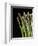 Asparagus Bundle (Asparagus Officinalis), Italy-Nico Tondini-Framed Photographic Print