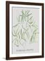 Asparagus Falcatus-Katrien Soeffers-Framed Giclee Print