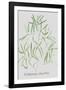 Asparagus Falcatus-Katrien Soeffers-Framed Giclee Print