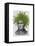 Asparagus Fern Head Plant Head-Fab Funky-Framed Stretched Canvas