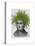 Asparagus Fern Head Plant Head-Fab Funky-Stretched Canvas