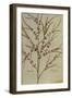 Asparagus. from 'Camerarius Florilegium'-Joachim Camerarius-Framed Giclee Print