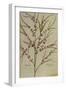 Asparagus. from 'Camerarius Florilegium'-Joachim Camerarius-Framed Giclee Print