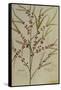 Asparagus. from 'Camerarius Florilegium'-Joachim Camerarius-Framed Stretched Canvas