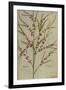 Asparagus. from 'Camerarius Florilegium'-Joachim Camerarius-Framed Giclee Print