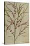 Asparagus. from 'Camerarius Florilegium'-Joachim Camerarius-Stretched Canvas