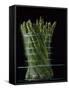 Asparagus in Steamer, 1994-Norman Hollands-Framed Stretched Canvas
