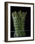 Asparagus in Steamer, 1994-Norman Hollands-Framed Photographic Print
