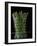 Asparagus in Steamer, 1994-Norman Hollands-Framed Photographic Print