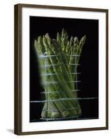 Asparagus in Steamer, 1994-Norman Hollands-Framed Photographic Print