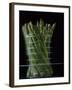 Asparagus in Steamer, 1994-Norman Hollands-Framed Photographic Print