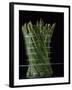 Asparagus in Steamer, 1994-Norman Hollands-Framed Photographic Print