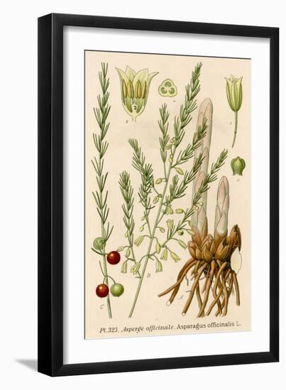 Asparagus Officinalis French : Asperge-null-Framed Art Print