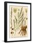 Asparagus Officinalis French : Asperge-null-Framed Art Print