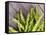 Asparagus Sprouts-zhekos-Framed Stretched Canvas