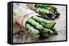 Asparagus-Molka-Framed Stretched Canvas