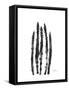 Asparagus-Albert Koetsier-Framed Stretched Canvas