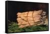 Asparagus-Edouard Manet-Framed Stretched Canvas