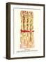 Asparagus-null-Framed Art Print