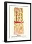 Asparagus-null-Framed Art Print