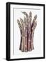 Asparagus-Deborah Kopka-Framed Giclee Print