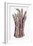 Asparagus-Deborah Kopka-Framed Giclee Print