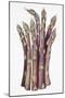 Asparagus-Deborah Kopka-Mounted Giclee Print