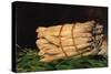 Asparagus-Edouard Manet-Stretched Canvas