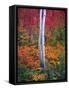 Aspen 1-Robert Hansen-Framed Stretched Canvas