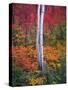 Aspen 1-Robert Hansen-Stretched Canvas