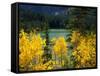 Aspen above Pear Lake in Autumn, Boulder Mountain, Dixie National Forest, Utah, USA-Scott T. Smith-Framed Stretched Canvas