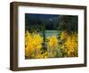 Aspen above Pear Lake in Autumn, Boulder Mountain, Dixie National Forest, Utah, USA-Scott T. Smith-Framed Photographic Print