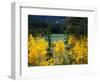 Aspen above Pear Lake in Autumn, Boulder Mountain, Dixie National Forest, Utah, USA-Scott T. Smith-Framed Photographic Print