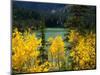 Aspen above Pear Lake in Autumn, Boulder Mountain, Dixie National Forest, Utah, USA-Scott T. Smith-Mounted Photographic Print