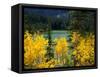 Aspen above Pear Lake in Autumn, Boulder Mountain, Dixie National Forest, Utah, USA-Scott T. Smith-Framed Stretched Canvas